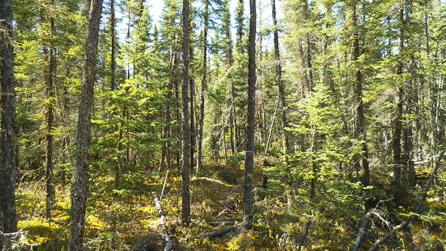 Old Black Spruce Site