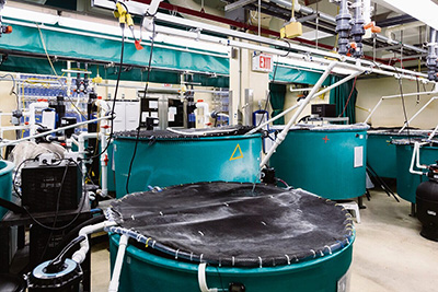 Aquatic Toxicology Research Facility