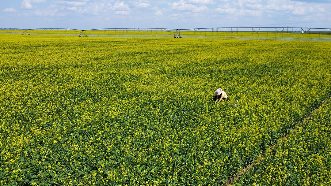 Canola field in Saskatchewan (credit: Phillip Harder)