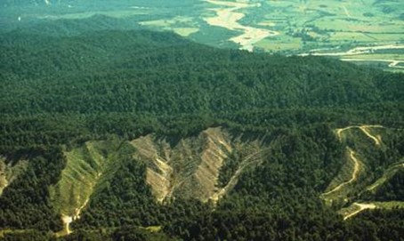 Forest harvesting from the 1970s